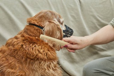 Köpeğin kulağı tımar sırasında kırpılmadan önce taranıyor. Nazikçe tutuş ve temiz kesim için hazırlık yapılıyor..