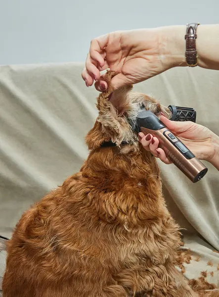 Ev saç kesimi sırasında elektrikli makasla köpek kulağı tımar etme, hassasiyet ve evcil hayvan bakımı..