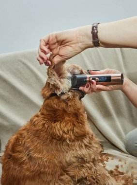 Ağızlıklı altın bir köpek, makasıyla tıraş olurken sakin bir şekilde kanepede oturur ve evcil hayvan tımar sürecini gözler önüne serer..