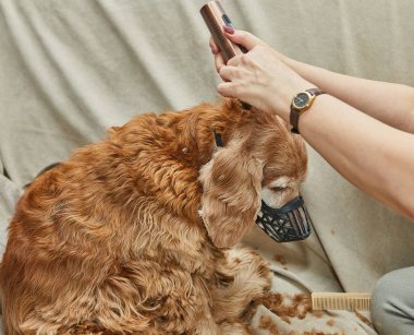 Köpek sessizce otururken tımarcı tıraş makinesiyle kulak kıllarını kesiyor. Etkili bir hayvan bakımı ve temizliği gösteriyor..