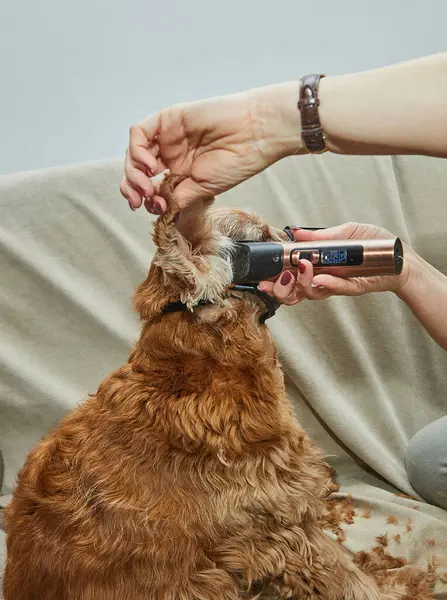 Ağızlıklı altın bir köpek, makasıyla tıraş olurken sakin bir şekilde kanepede oturur ve evcil hayvan tımar sürecini gözler önüne serer..