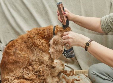 Köpek sessizce otururken tımarcı tıraş makinesiyle kulak kıllarını kesiyor. Etkili bir hayvan bakımı ve temizliği gösteriyor..