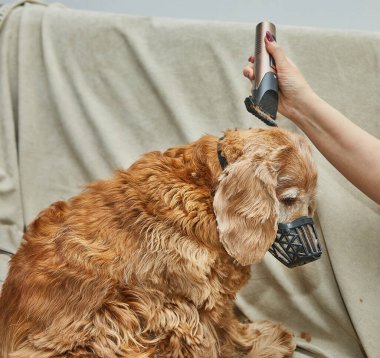 Saç kesme makineleriyle köpek bakımı seansı, evcil hayvan tıraşının bitiş aşamalarında kontrol ve bakım vurgulanıyor.