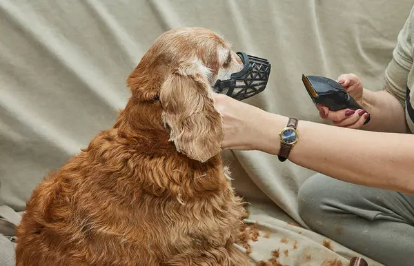 Kanepede elektrikli makasla tımarlanan köpek, kontrol edilen hayvan bakımı ve bakım ekipmanları sergileniyor..