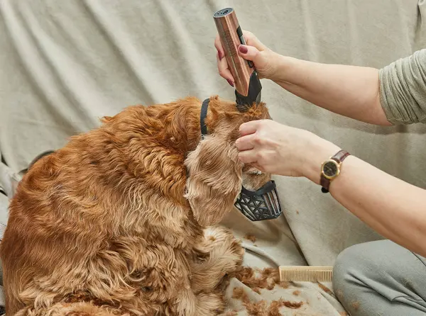 Köpek sessizce otururken tımarcı tıraş makinesiyle kulak kıllarını kesiyor. Etkili bir hayvan bakımı ve temizliği gösteriyor..