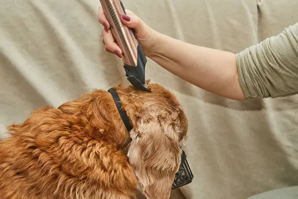 Tıraşlı kulaklı altın köpek tımar seansından sonra koltuğa oturur, görünüşünü gösterir ve kürk kalıntılarını toplar..