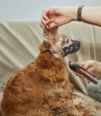 Ev saç kesimi sırasında elektrikli makasla köpek kulağı tımar etme, hassasiyet ve evcil hayvan bakımı..