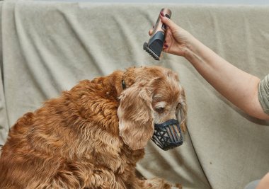 Köpek kulağının elektrikli makasla tımar edilişi, güvenli teknik ve titiz bir bakım gösteriyor..