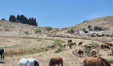 Bir inek sürüsü, yuvarlanan tepeler ve seyrek ağaçlarla çevrili açık mavi gökyüzünün altında kuru, çimenli bir tarlada otlar..