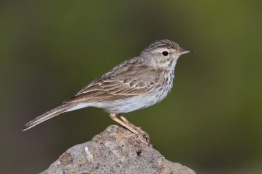 Küçük bir kanarya kuşu dağdaki kaya üzerinde rahatlar. Doğa konsepti..
