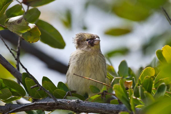 Petit Oiseau Des Canaries Relaxant Sur Arbre Avec Une Bosse — Photo