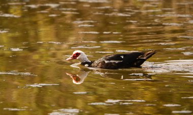 Yaz akşamları gölde yüzen ördek. Suya yansıyan doğal yaşam.