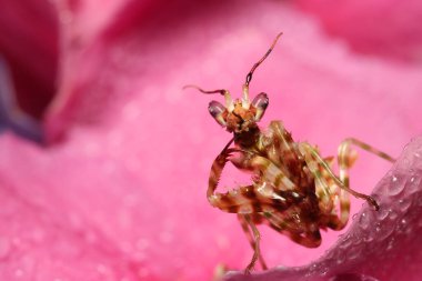 Pembe Hortensiya çiçeğinde dua eden peygamber devesi. Pembe Hortensiya çiçeğiyle dikenli çiçek (Pseudocreobotra wahlbergii). Peygamberdeveleri böceklerin bir sırasıdır (Mantodea).