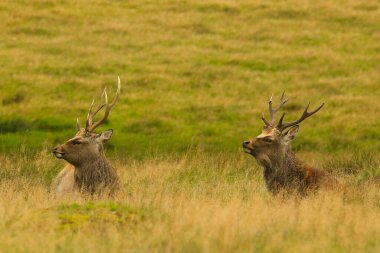 Danimarka 'nın başkenti Kopenhag yakınlarındaki Jgersborg Dyrehave' de Sika geyiğinin (Cervus nippon) çim tarlasında çekilmiş iki Sika geyiği.