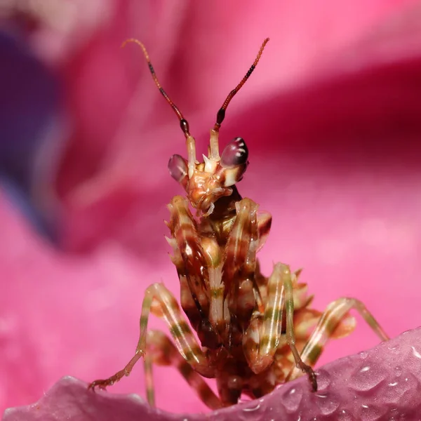Orando Mantis Flor Caza Flor Hortensia Rosa Spiny Flower Mantis — Foto de Stock