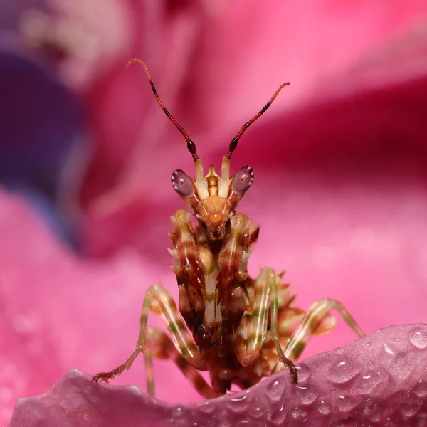 stock image Praying Flower Mantis hunting in pink Hortensia flower. Spiny Flower Mantis (Pseudocreobotra wahlbergii) in pink Hortensia flower. Mantises are an order (Mantodea) of insects