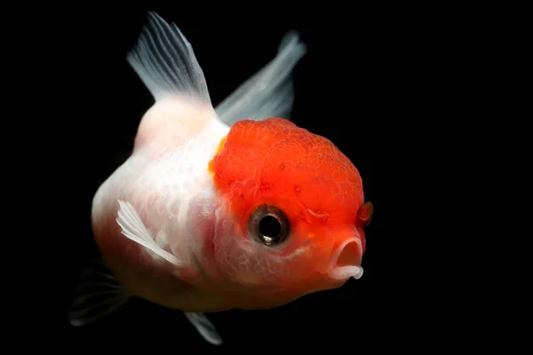 Talar Goldfish Säger Hellofantail Lionhead Red Cap Goldfish Carassius Auratus — Stockfoto