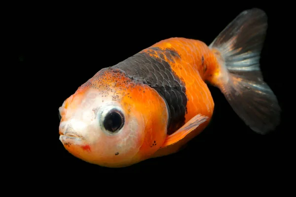 Fantail Ranchu Goldfish Isolatedfantail Ranchu Goldfish Carassius Auratus Peces Populares — Foto de Stock