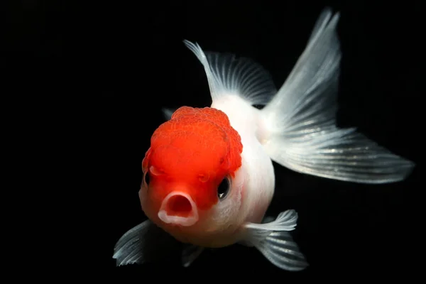 Словами Геллофантайла Ліонгеда Red Cap Goldfish Carassius Auratus Популярний Акваріумах — стокове фото