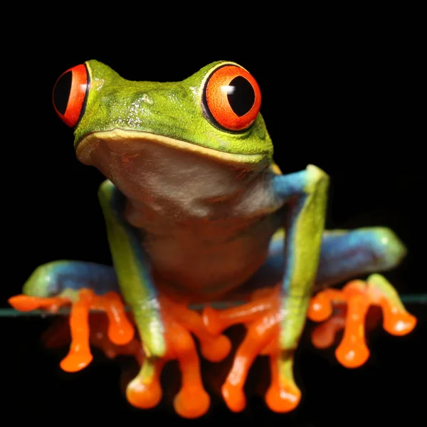 Red Eyed Tree Frogwildlife Photo Red Eyed Tree Frog Agalychnis — Stock Photo, Image