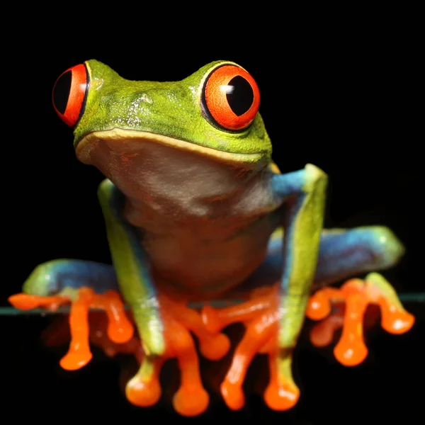 Kırmızı gözlü ağaç kurbağası, kırmızı gözlü ağaç kurbağası (Agalychnis callidryas) Arenal, Kosta Rika Agalychnis callidryas, yaygın olarak kırmızı gözlü ağaç kurbağası olarak bilinir. Aktif gece ve gece böcek avlama.