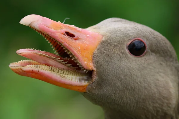 Angry Greylag Goose Shows Ganzen Tandenzeer Boos Greylag Goose Anser — Stockfoto