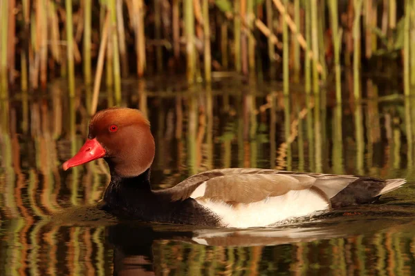 Kırmızı ibikli pochard (Netta rufina), Danimarka 'da çok nadir bulunan bir ördek türü olan Red ibikli pochard' ın (Netta rufina) güzel erkeği ile gölde bulunur. Sazlıklarla gölde altın saat fotoğrafı