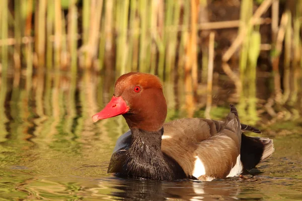 Kırmızı ibikli pochard (Netta rufina), Danimarka 'da çok nadir bulunan bir ördek türü olan Red ibikli pochard' ın (Netta rufina) güzel erkeği ile gölde bulunur. Sazlıklarla gölde altın saat fotoğrafı