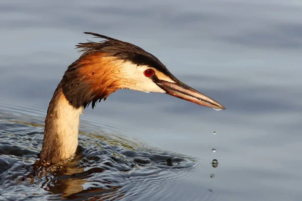 Great Grebe su kuşunun Büyük Tepeli Yunus Kuşu (Podiceps kristali) su yüzeyinden gagasından akan su damlalarıyla ayrılır.