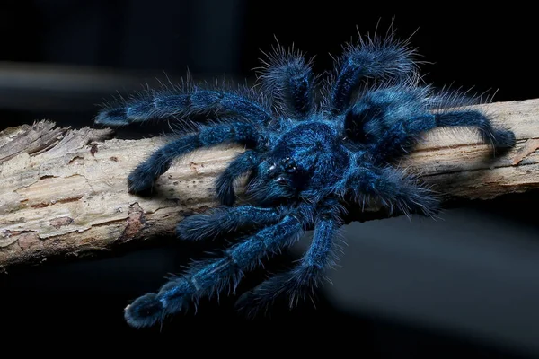 Metallic Blue Spideryoung Female Antilles Pink Toe Tarantula Caribena Versicolor — Stock Photo, Image