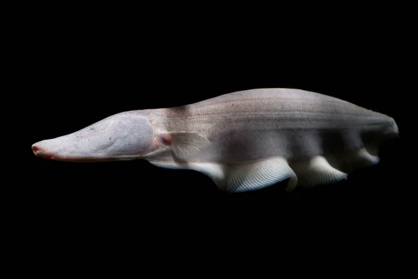 Deep Water Knifefish Hunting Electricitythe Bizarre Electric White Tamandua Knifefish — Stock Photo, Image