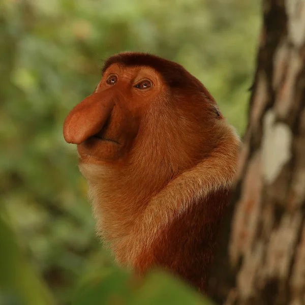 Proboscis Monkey Wildproboscis Monkey Nasalis Larvatus Naturen Bako Nationalpark Borneo — Stockfoto