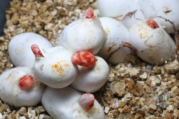 Yavru Yılan Yumurtadan Çıkan Mısır Yılan Yumurtası (Pantherophis Guttatus) renk değişimi 