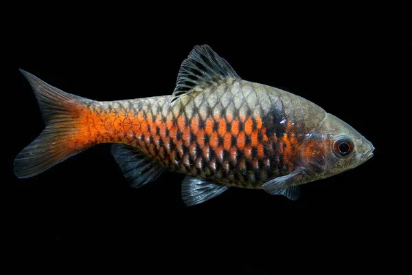 Sehr Beliebter Und Verbreiteter Aquarienfisch Rubinbarbe Oder Odessa Barbe Pethia — Stockfoto