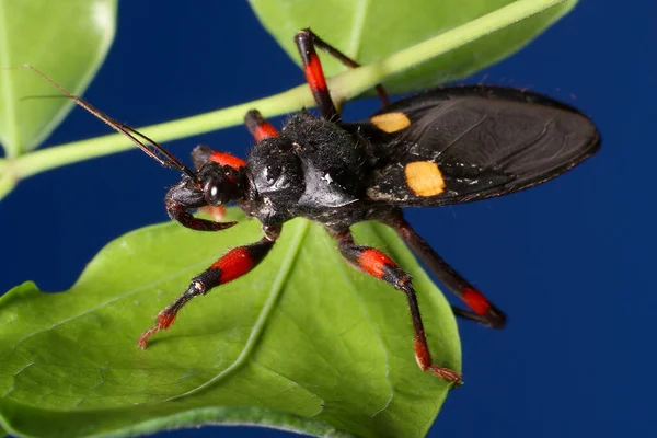 Suikastçı böcek - Orange Spot Assassin Bug (Platymeris sp. 
