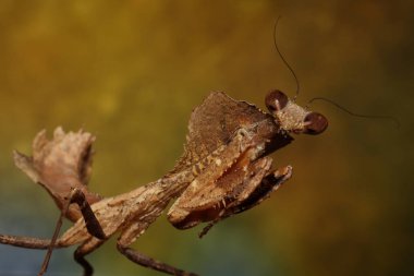 Predator 'un sonbahar fotoğrafında ölü yapraklar içinde kamufle edilmiş Dev Ölü Yaprak Mantid (Deroplatys desiccata) sonbahar yapraklarında avlanıyordu. Peygamberdeveleri böceklerin bir sırasıdır (Mantodea).