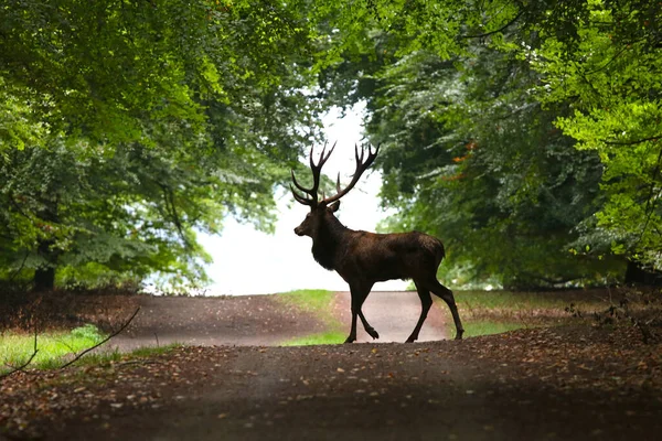 Kopenhag yakınlarındaki Dyrehaven Ormanı 'nda Kızıl Geyik' in (Cervus elaphus) büyük geyiği yolda.