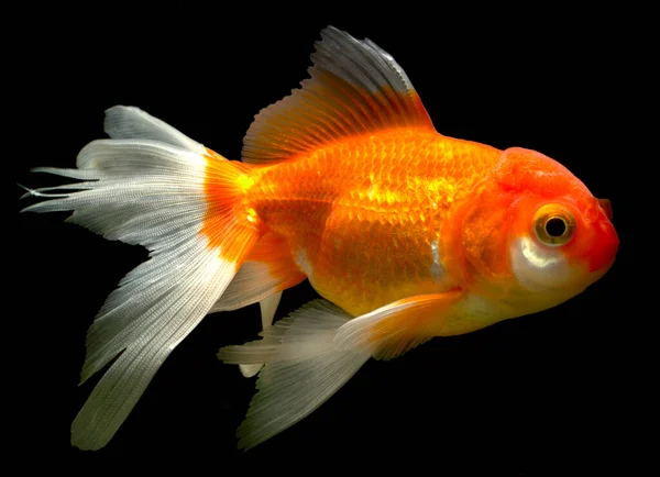 Classic Gold Fishgoldfish Carassius Auratus Popular Keeping Bowls Aquariums Ponds — Stock Photo, Image