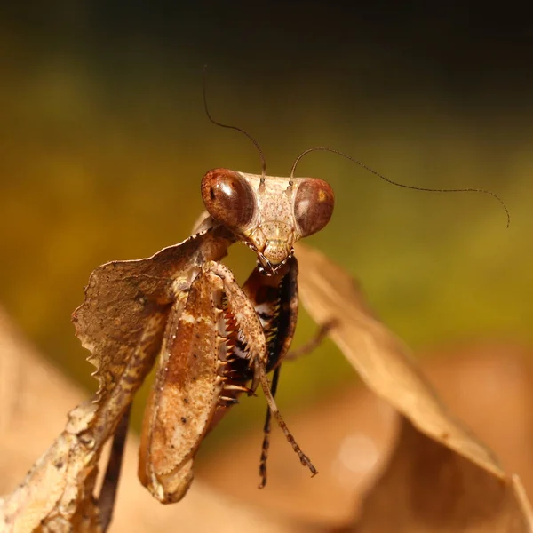 Imagen Otoñal Predator Hojas Muertashoja Muerta Gigante Bien Camuflada Mantis — Foto de Stock
