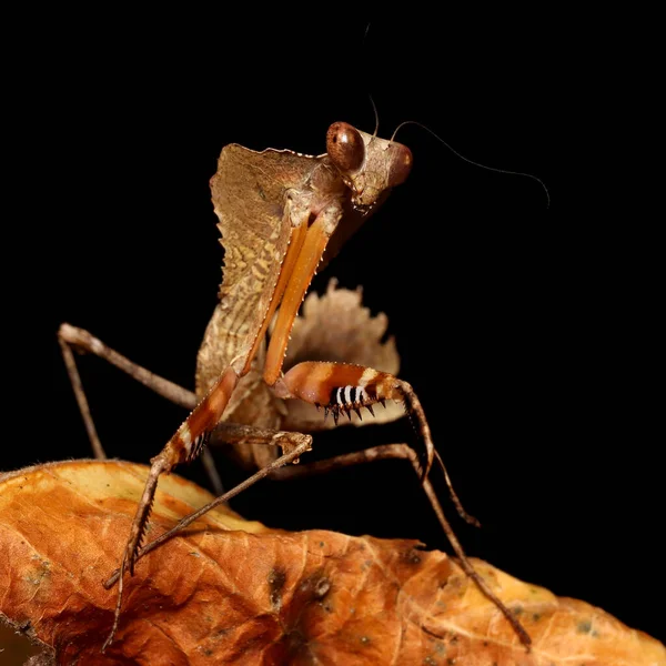 Predator 'un sonbahar fotoğrafında ölü yapraklar içinde kamufle edilmiş Dev Ölü Yaprak Mantid (Deroplatys desiccata) sonbahar yapraklarında avlanıyordu. Peygamberdeveleri böceklerin bir sırasıdır (Mantodea).