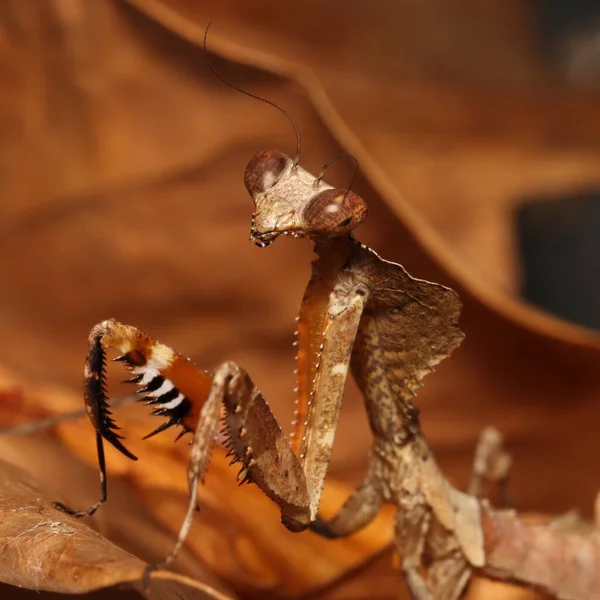 Herbstbild Eines Raubtiers Totem Laubgut Getarnt Jagt Die Große Totblättrige — Stockfoto