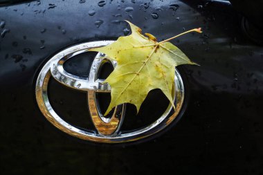 Vilnius, Litvanya - 25 Ekim 2022: Sarı akçaağaç yaprağı siyah Toyota arabasının ıslak arka tarafında sonbahar mevsiminde Ekim ayında bir plakanın yanında