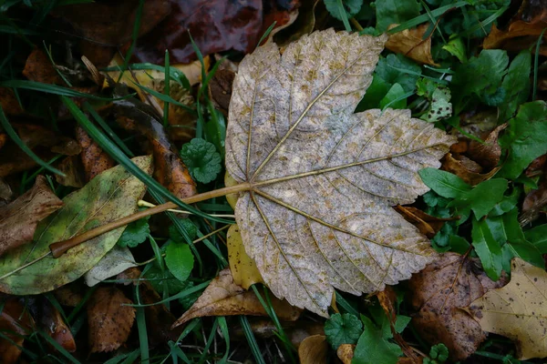 十月的一个秋天 潮湿的枫树叶背靠在绿草上 周围长满了落叶 — 图库照片