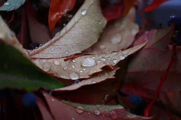 红色野生葡萄藤叶上的雨滴深秋背景 — 图库照片