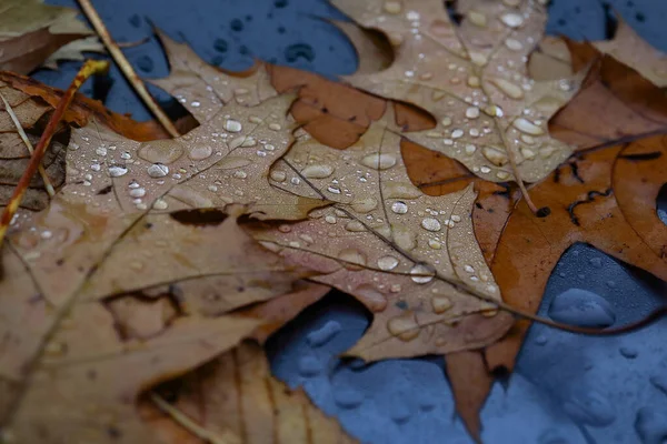 许多褐色纹理落落的橡木叶 有闪亮的雨滴躺在潮湿的黑色汽车前盖表面 — 图库照片