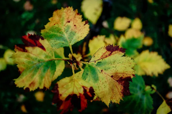 Yellow leaves with brown and green stains growing on stem top down view on dark background in autumn season