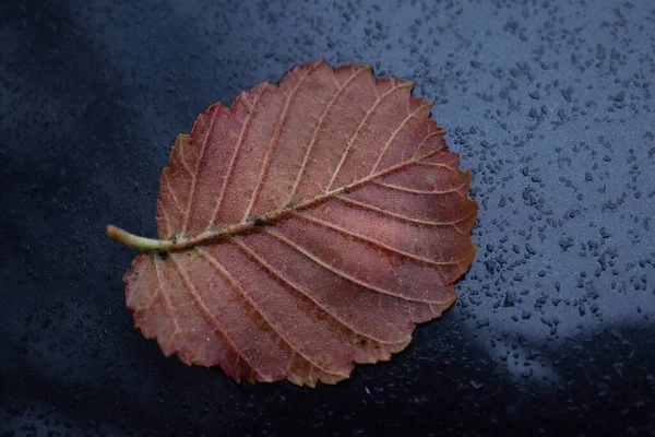 Kleine Rood Bruine Textuur Iep Gevallen Blad Achterkant Met Aderen — Stockfoto