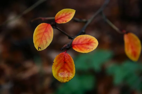 淡淡的红黄相间的秋叶挂在纤细的枝干上 看上去就像秋天深色背景下可爱的小火焰 — 图库照片
