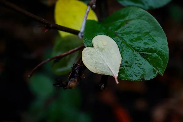 秋天的时候 白色的小心形落叶躺在更大的绿叶上 背景漆黑 — 图库照片