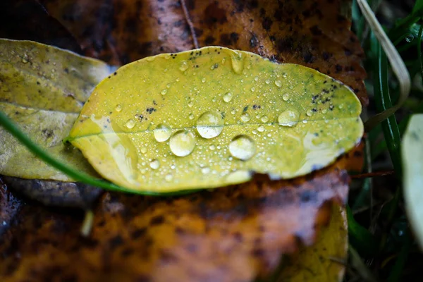 stock image One yellow fallen leaf of acacia tree with spherical rain drops inside lying on dark ground during an autumn season